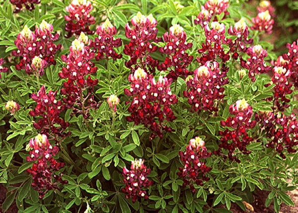 Lupinus texensis or Alamo/Fire Red Bluebonnet 5 seeds
