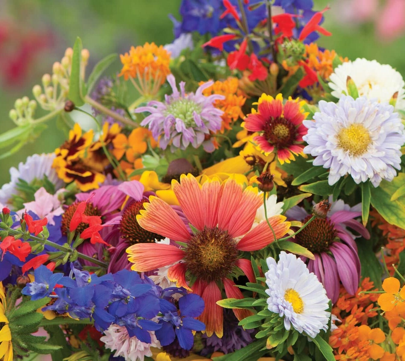 Birds, Bees, Butterflies – 22 Species Pollinator Mix Flower Seeds | Variety Seed