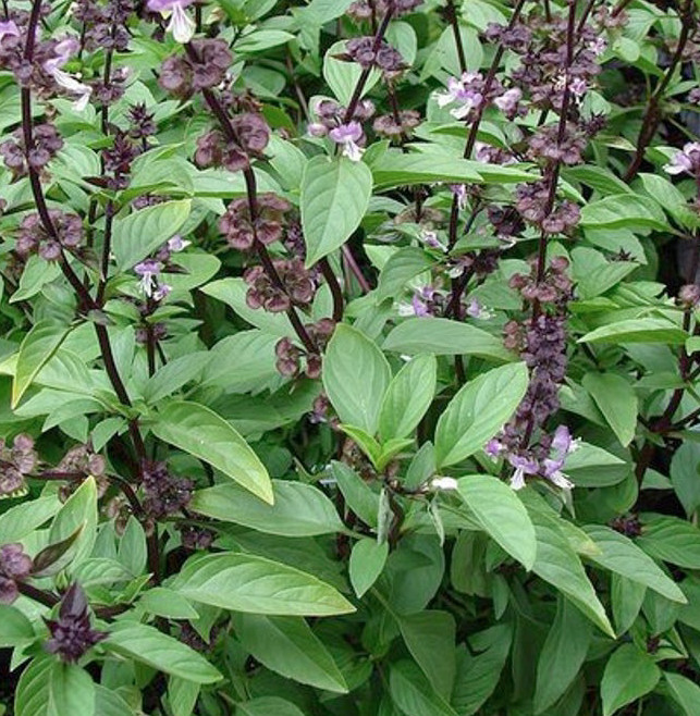 ThaiLand Basil ,Elsholtzia ciliata (Rau Quế,Kinh Giới,Rau Má,Rau Ngổ not Ngò Ôm)