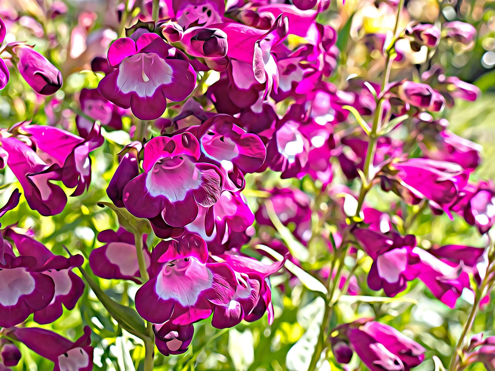 100 SENSATION MIX PENSTEMON Hartwegii Beardtongue Mixed Colors Flower Seeds