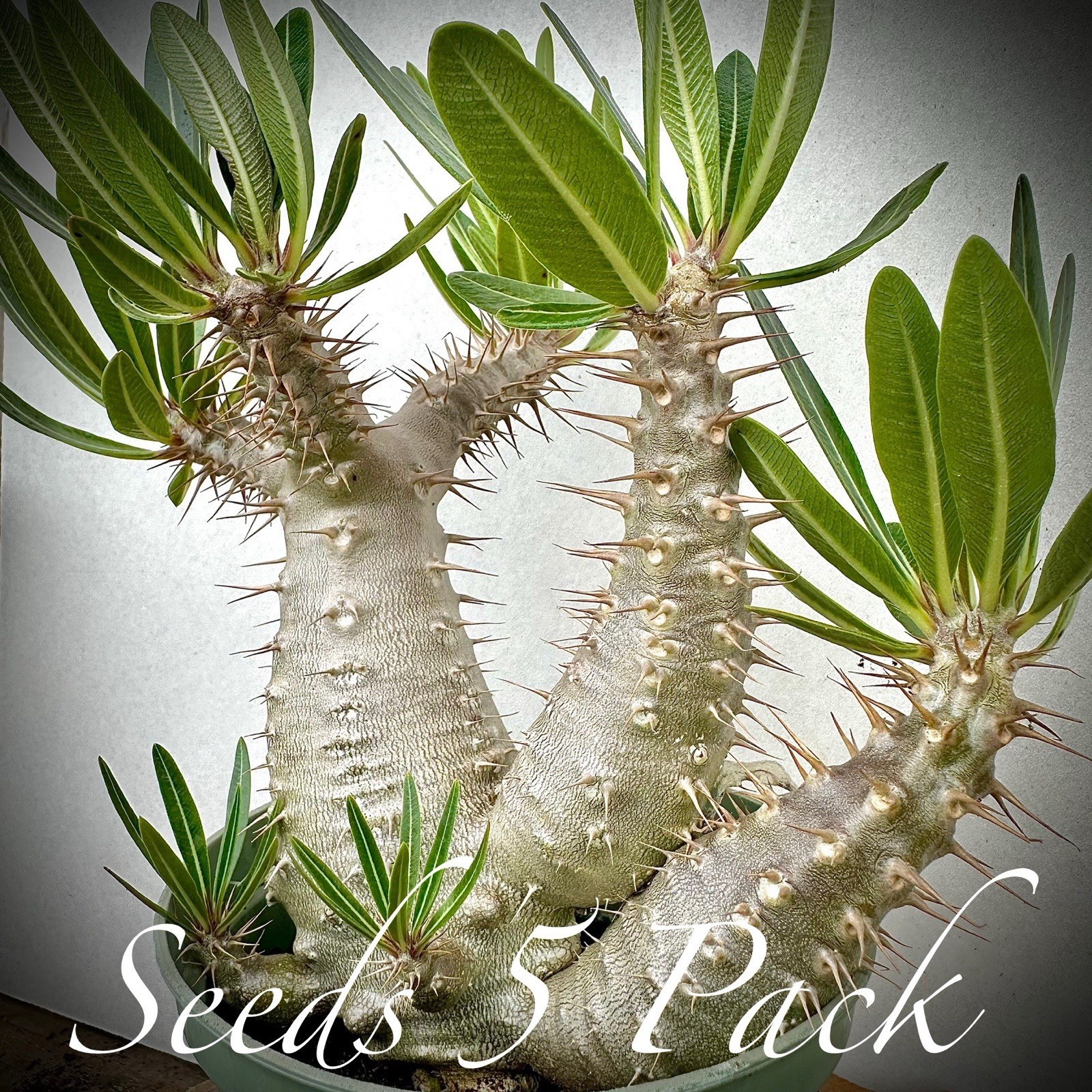 ULTRA RARE SEEDS (5pk) Pachypodium Cactipes (Five) Succulent Caudex US SELLER