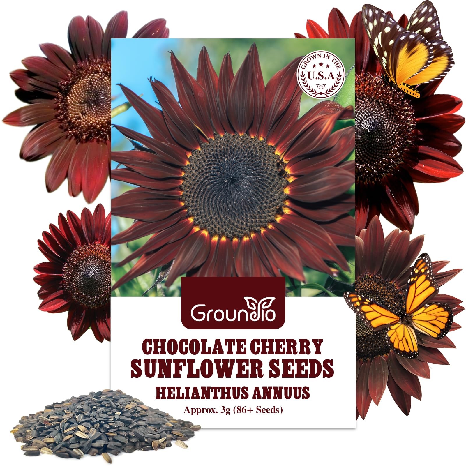 Groundio Chocolate Cherry Sunflower Seeds, 68 FT Giant Burgundy Black Sunflow…