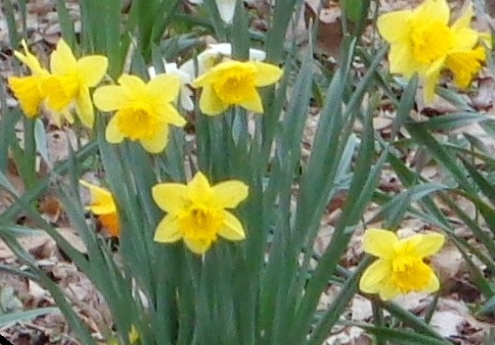 200 fresh DAFFODIL SEEDS Narcissus Jonquils *Must Plant in Summer or Fall *READ