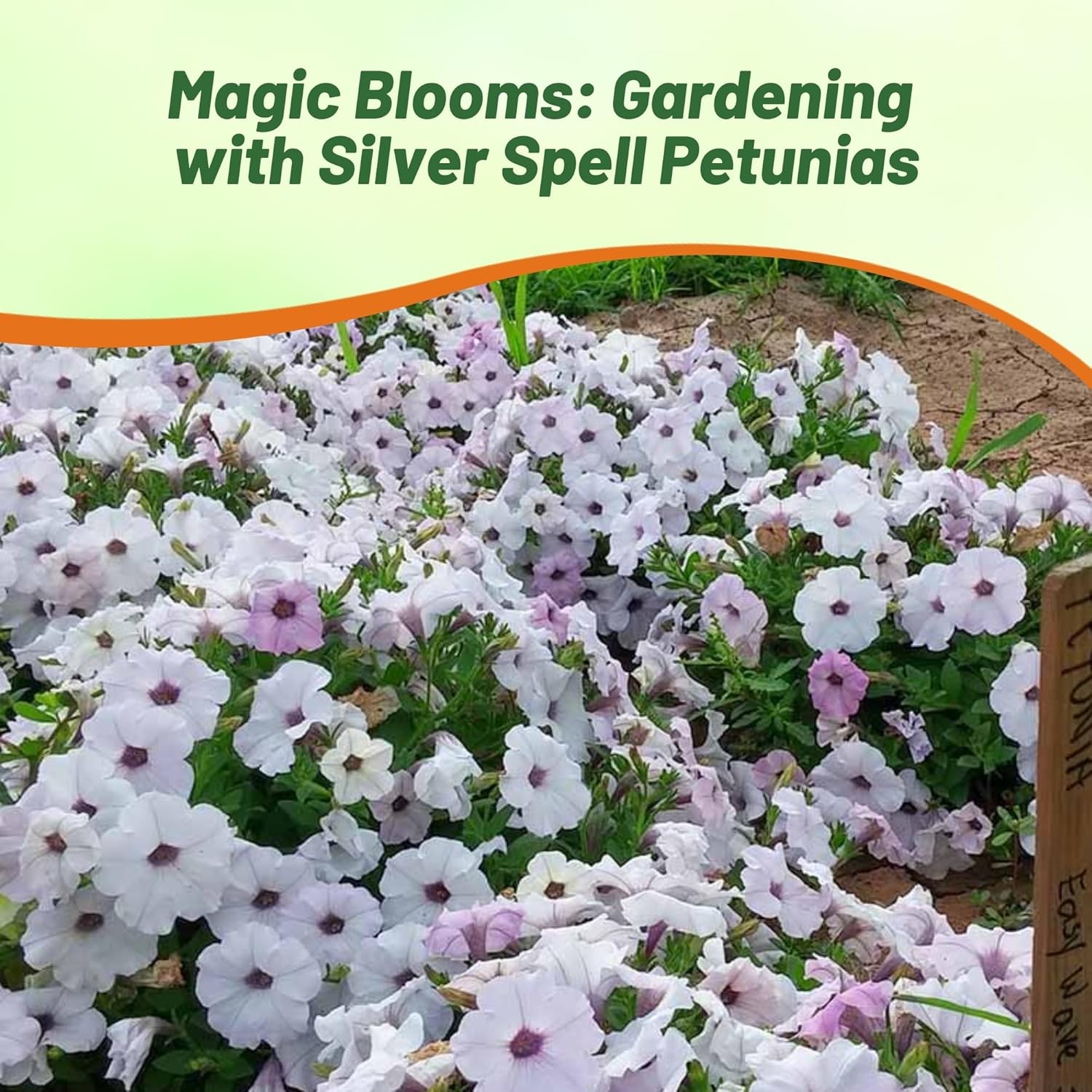 15 Seeds Silver Easy Wave Petunia Flower Seeds For Hanging Baskets & More
