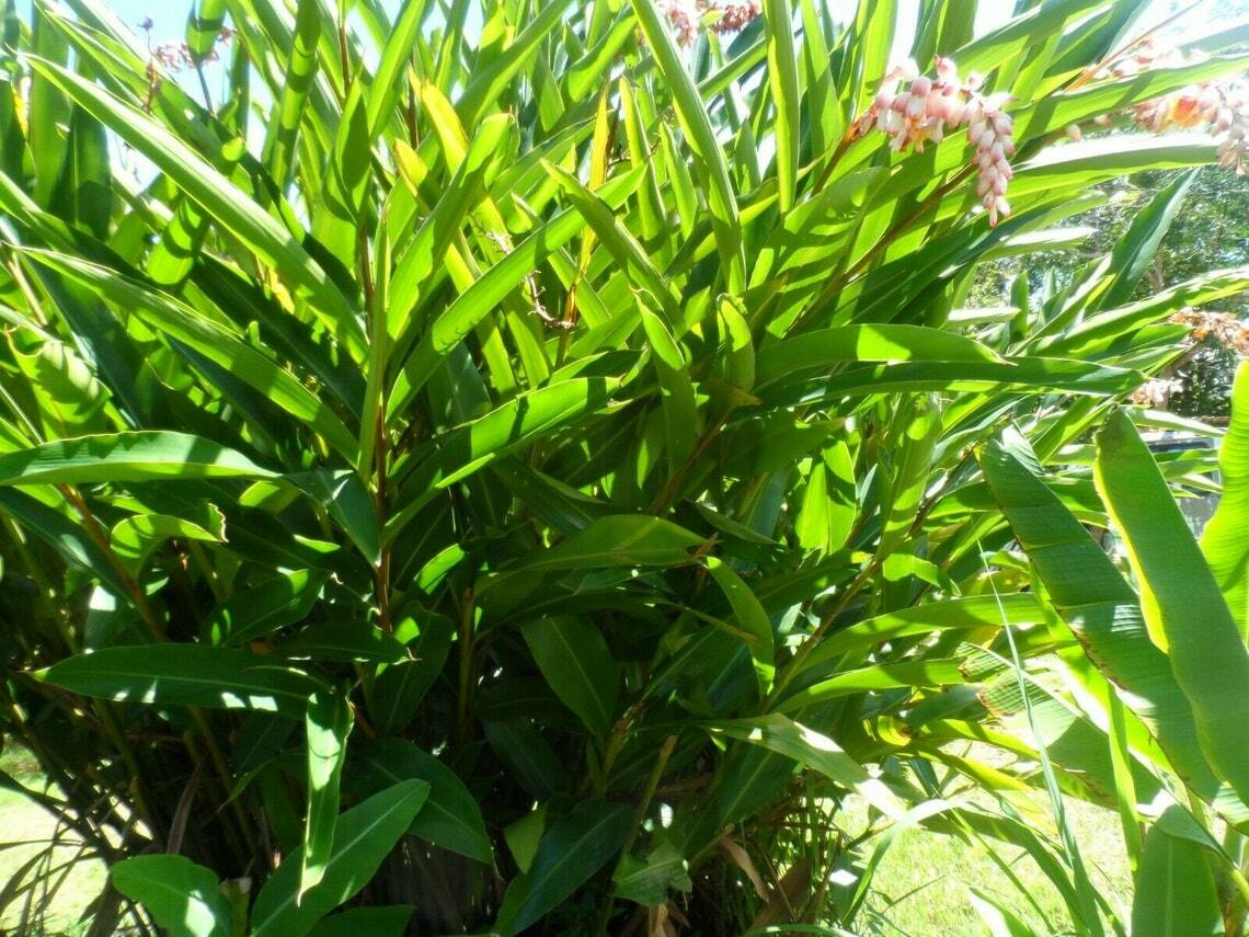 Shell Ginger Rhizomes-Bulb Only