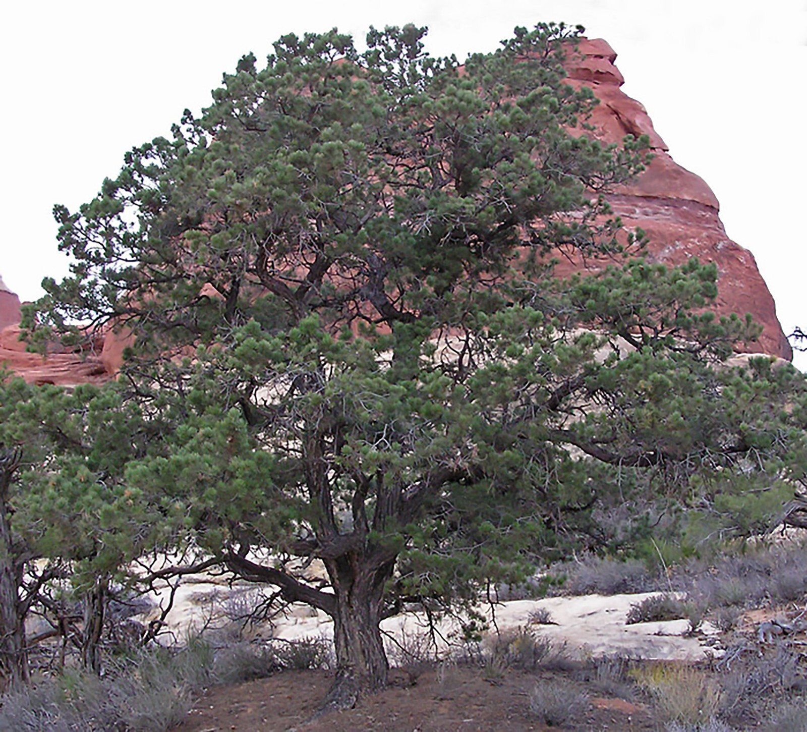 Colorado Pinyon Pine, Pinus cembroides Edulis, Tree Seeds (Evergreen, Edible)