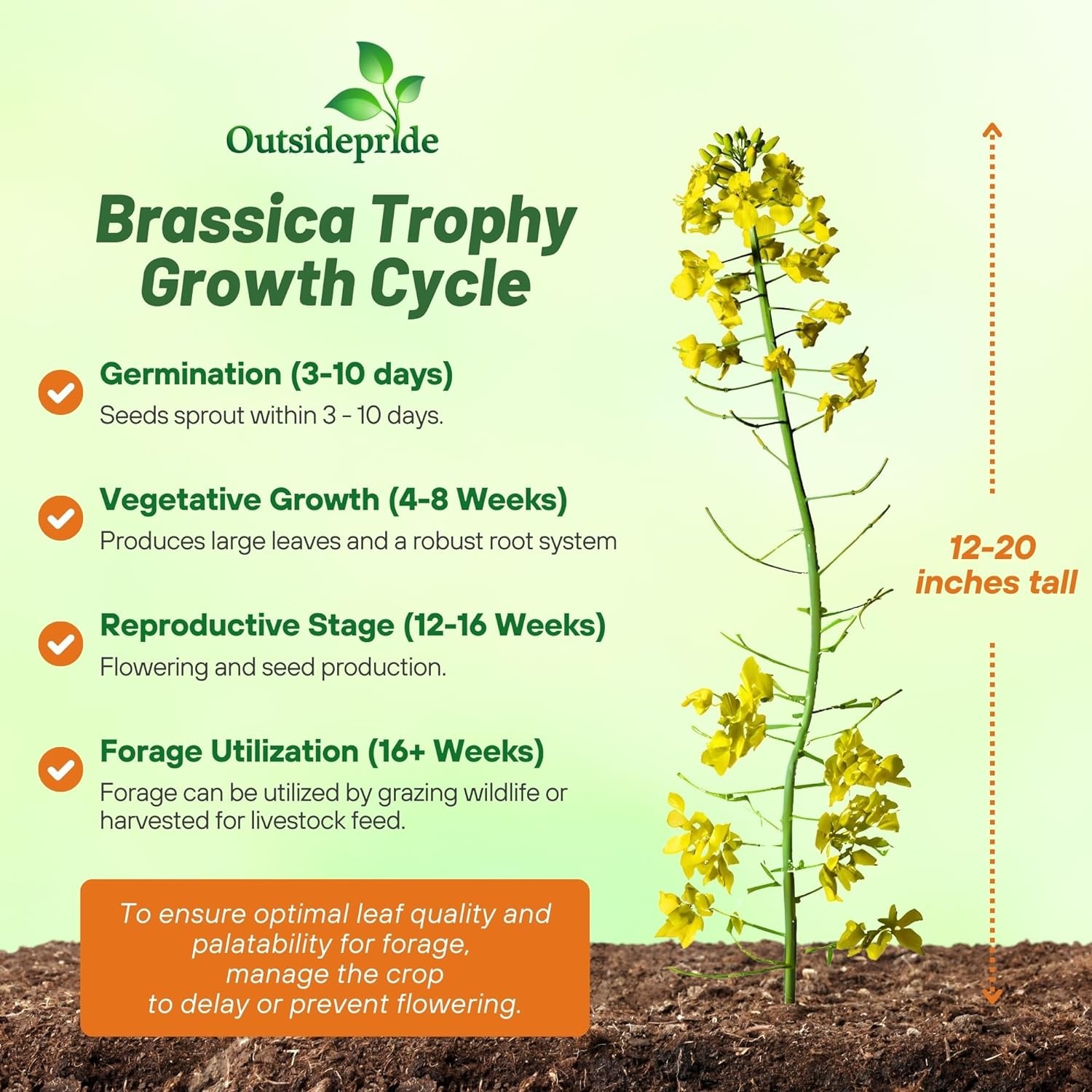 50 LBS Trophy Rape Seed For Deer Food Plots – Brassicas