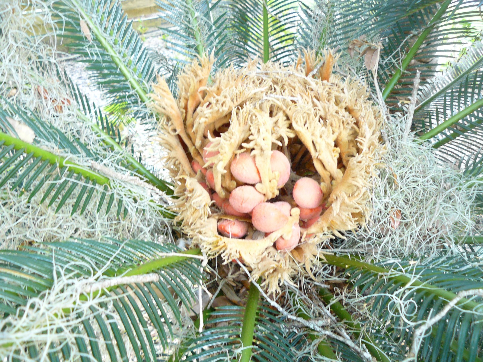 (10) King Sago Palm Seeds / Cycas Revoluta / Seeds are fresh from this year