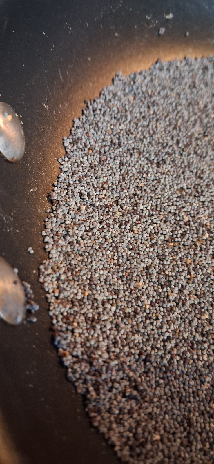 2,500+ Turkish Poppy Seeds – RARE SOMNIFERUM for planting