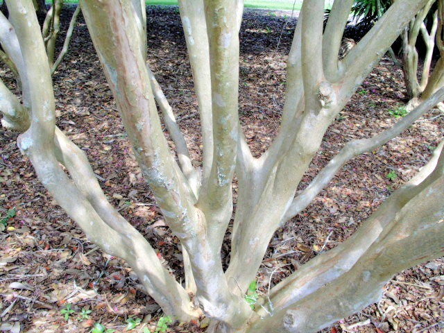 25 HOPI CREPE MYRTLE SEEDS – Lagerstroemia indica