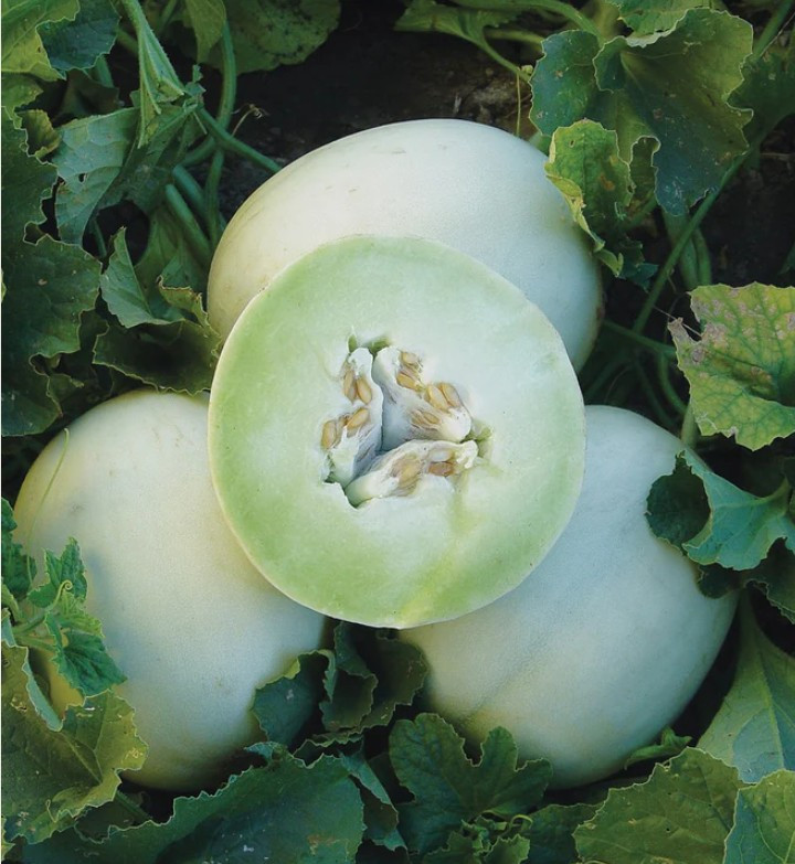 10 Honeydew Green Flesh Melon Seeds, NON-GMO