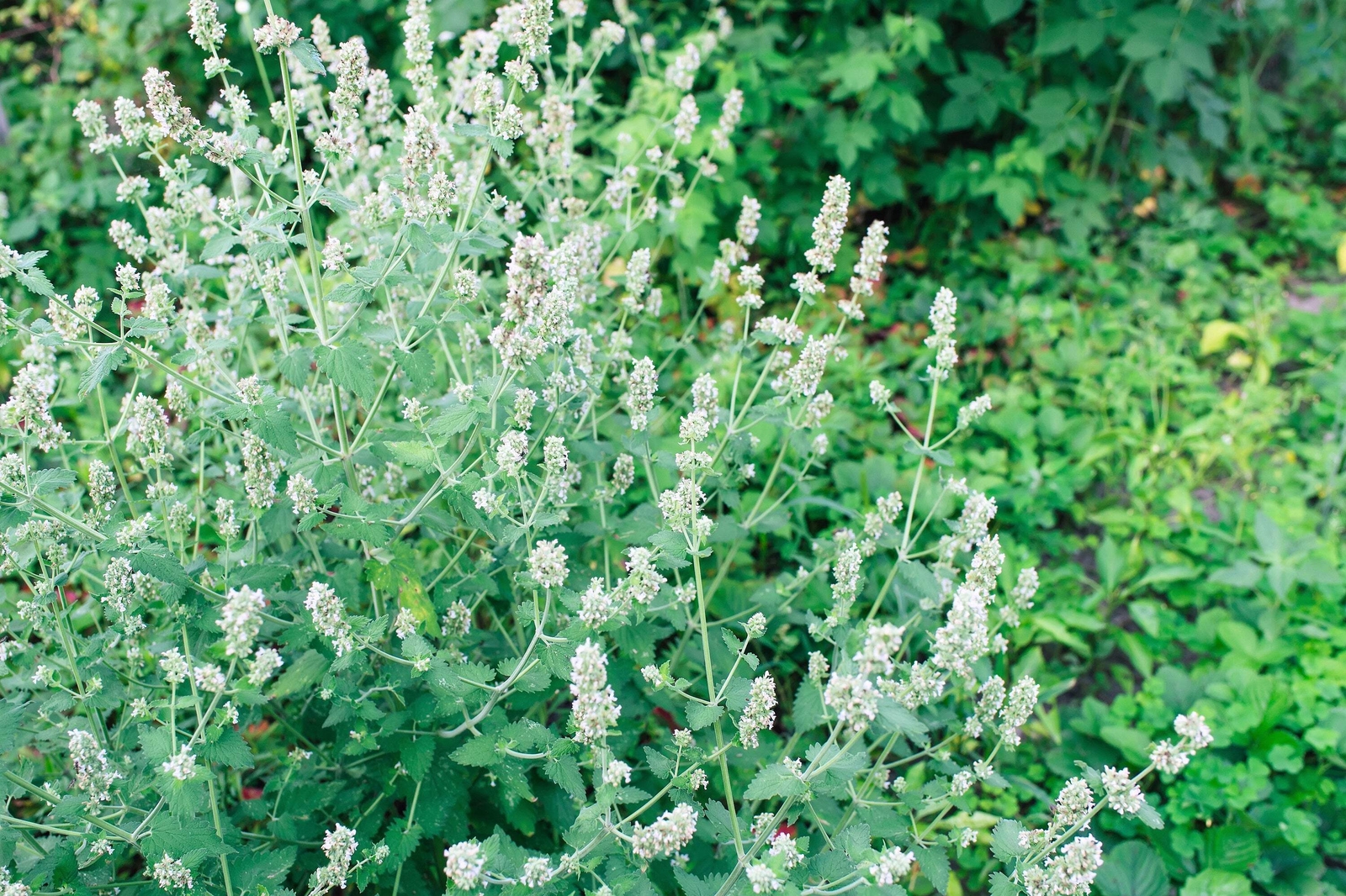 1500 LEMON BALM Lemonbalm Fragrant Herb / Flower Seeds *Flat S/H