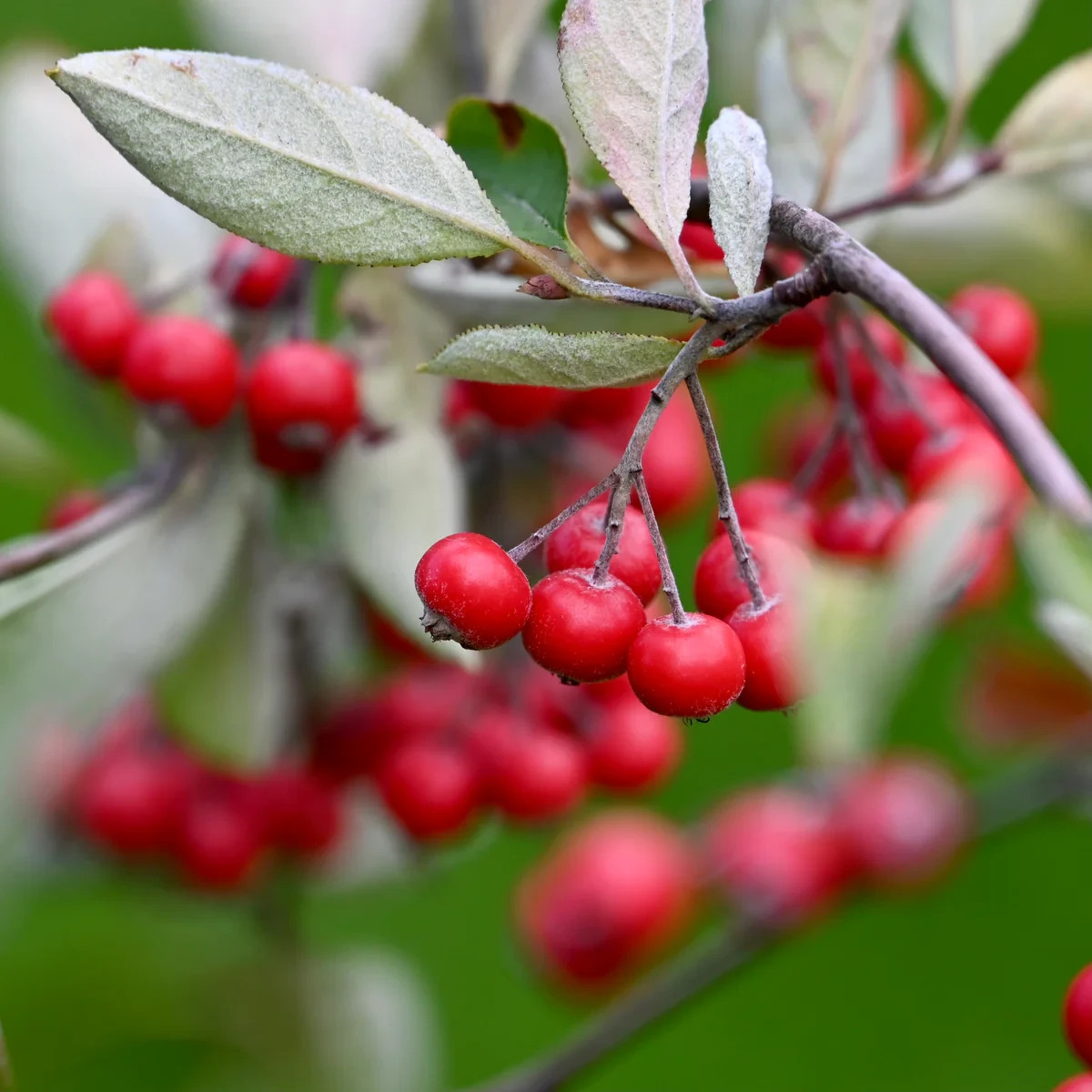 100+ Red Chokeberry Seeds (Aronia arbutifolia) Edible Fruit for Jam