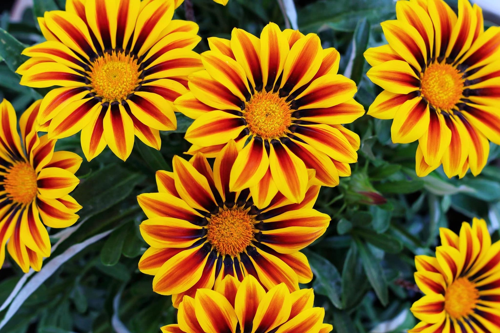 Gazania Flower Seeds – 500+ Seeds to Grow – Made in USA, Ships from Iowa – Great