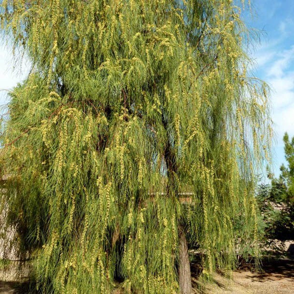 Acacia Stenophylla, Shoestring Wattle Willow, (25 Seeds), Drought Tolerant