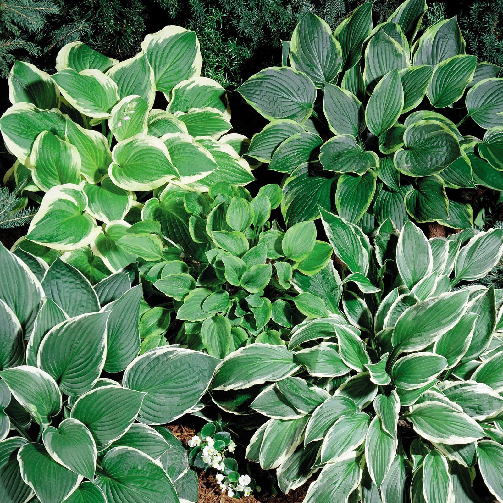 Hosta American Seeds – 50 Pcs. , Easy to Grow & Low Maintenance, Flower Seeds…