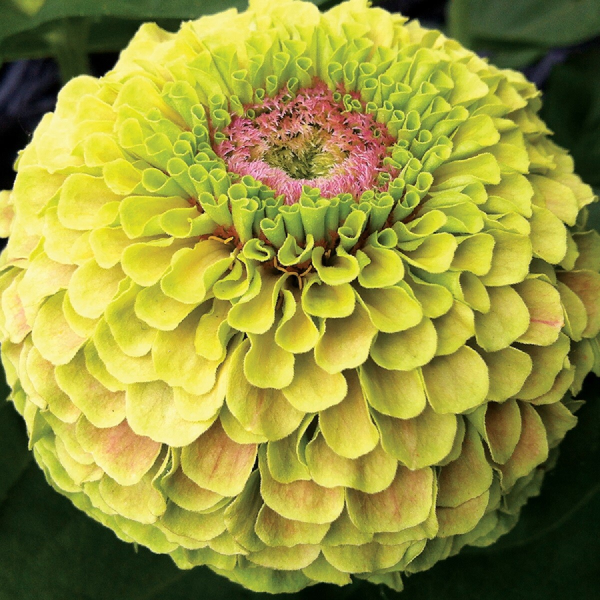Zinnia Seeds Queeny Lime 25 Seeds Cut Flower