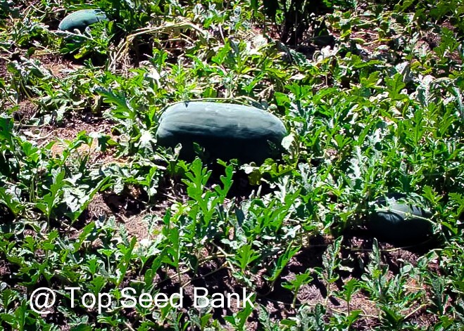 8+ Kleckley’s Watermelon seeds, oblong large fruit + Free GIFT | Organic