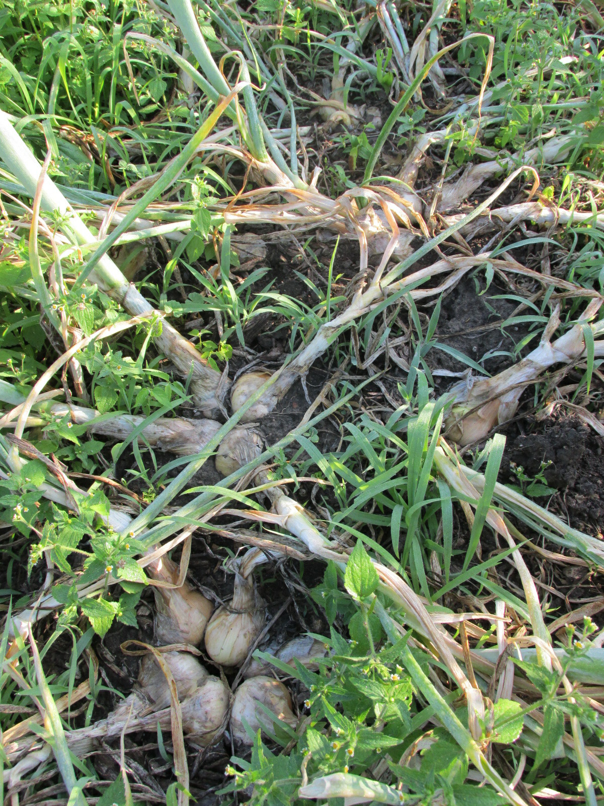 Green Mountain Potato Onion Seeds and Bulbs ~ Organic Multiplier Onions