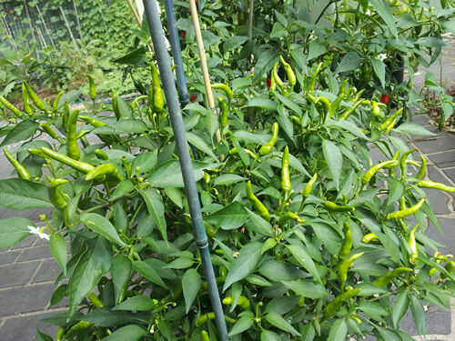 Extreme Hot Green Indian Chili – 20 Seeds – Australian Grown Seeds