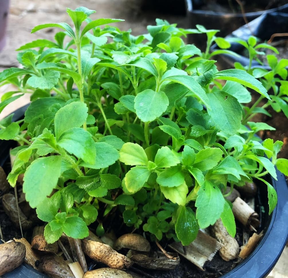 100PCS Stevia Plant Seeds for Home Gardening and Natural Sweetener Use