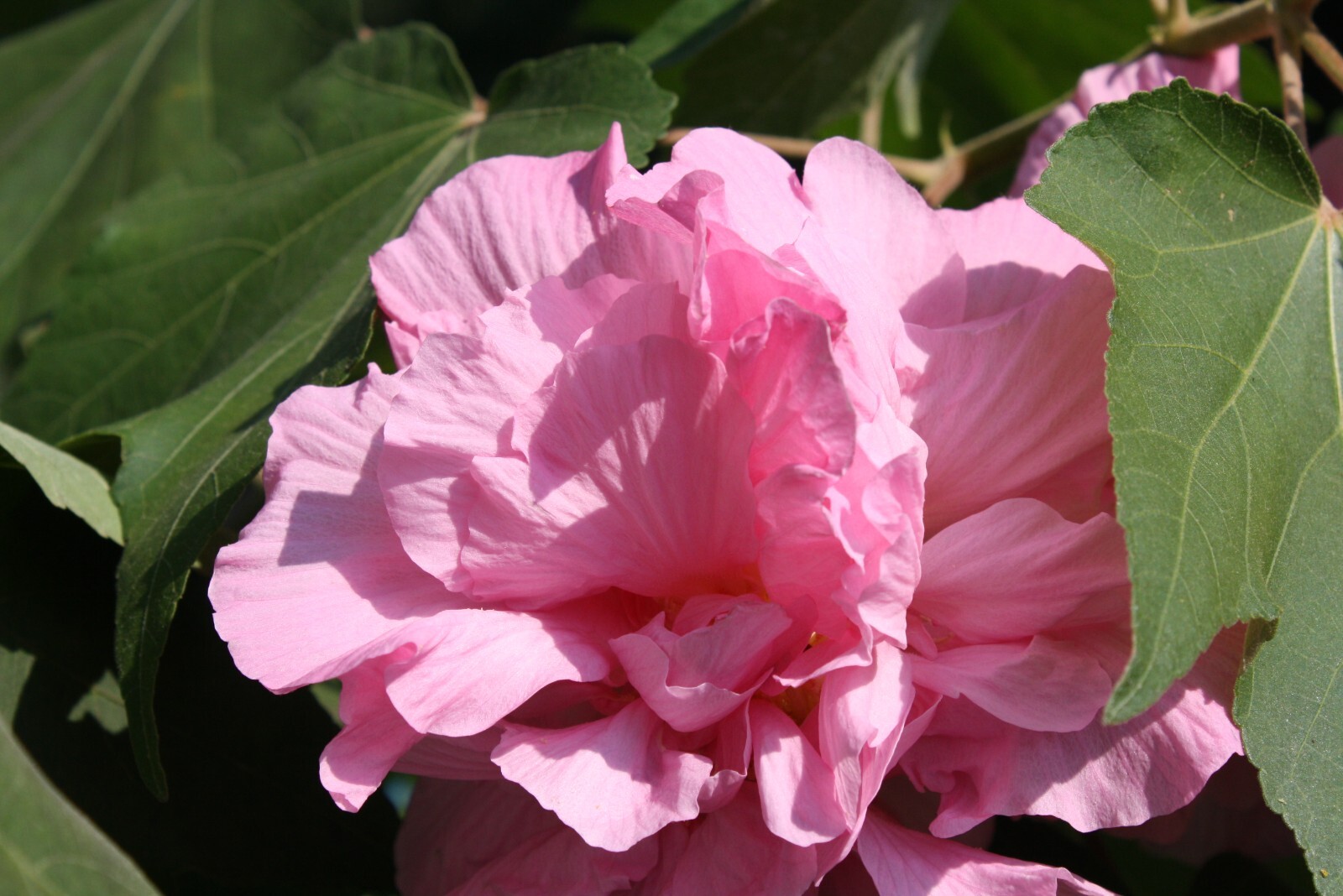 Cotton Rose -20 Seeds -Hibiscus mutabilis- Pink Flower Tree