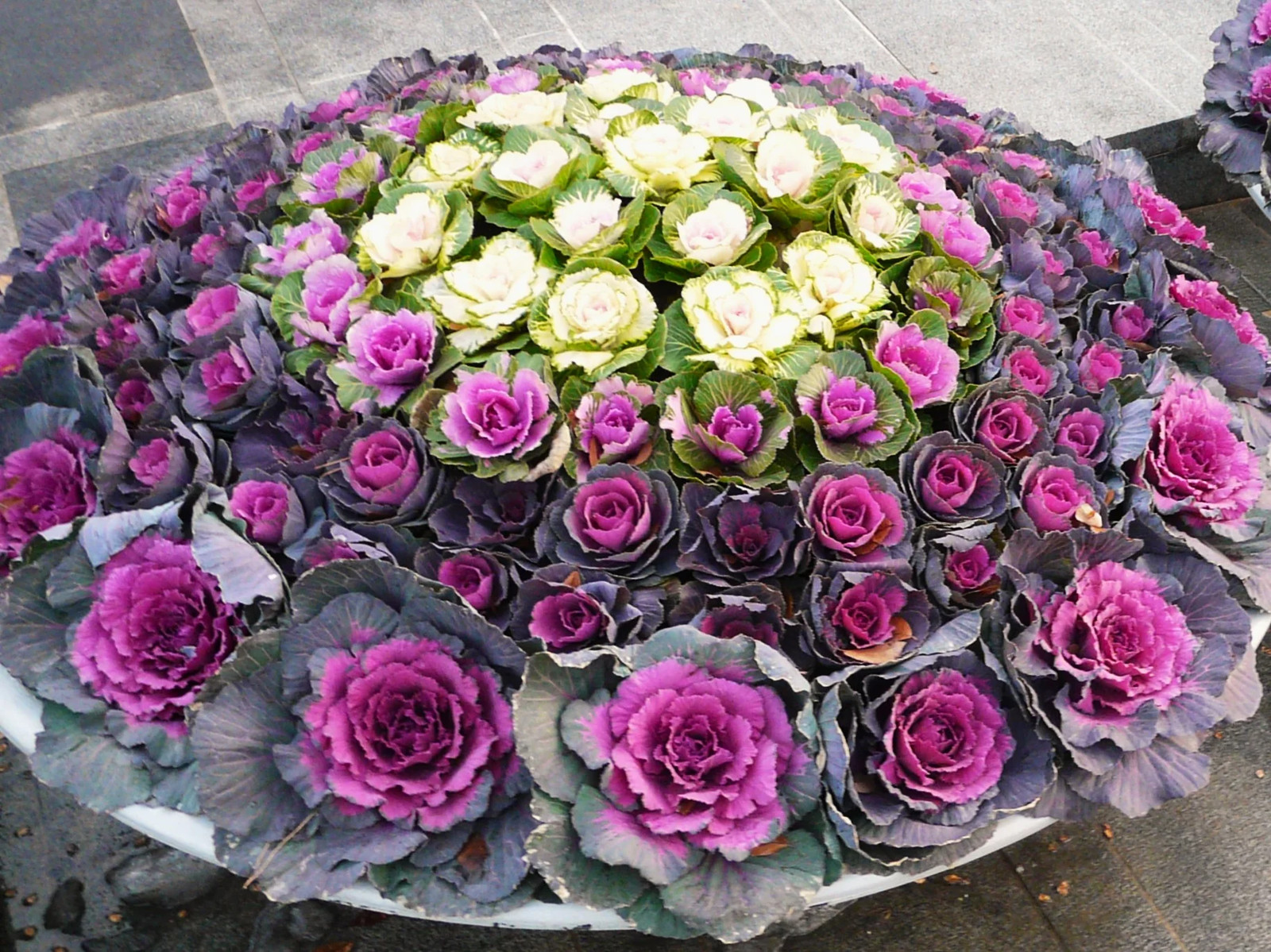 Smooth Mix Ornamental Cabbage (Kale) Seeds – For 2026 Planting Round-Leaf Pink