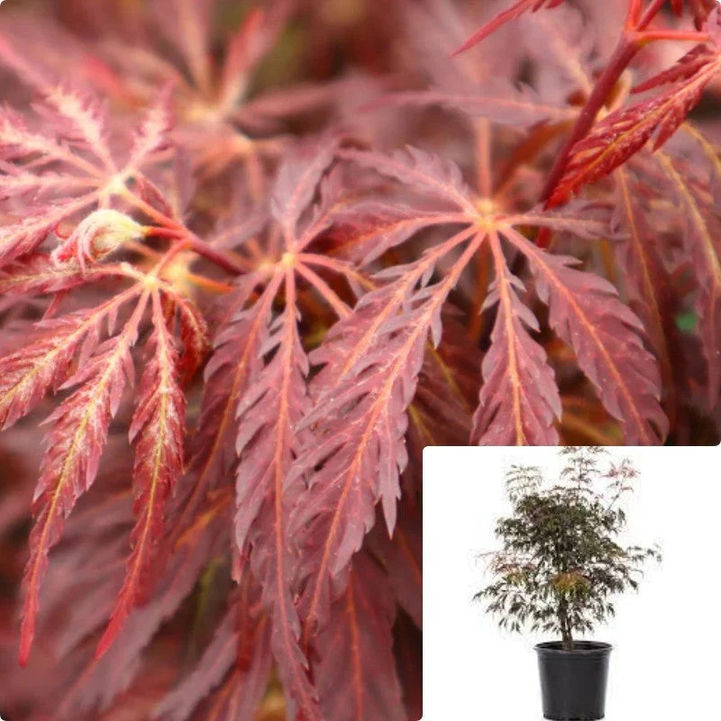 Acer Palmatum Dis Atro Inaba Shidare 5 Gallon Weeping Live Plant Ht7