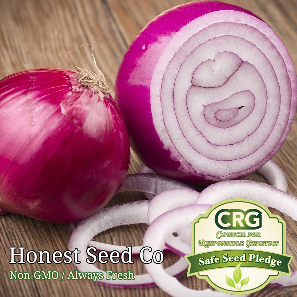200+ Red Burgundy Onion Seeds | Non-GMO Garden Seeds from USA
