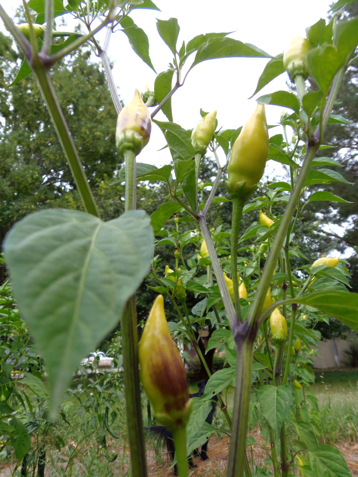 Habenero de Arbol – Fiery little torches will spice up your life!
