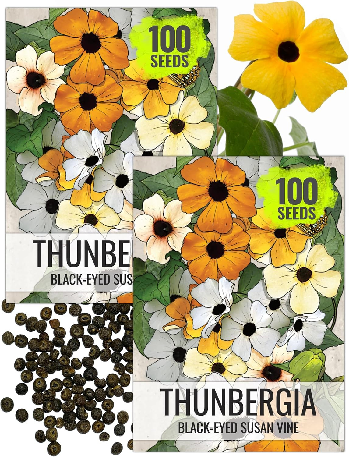 , Black-Eyed Susan Vine Seeds – 100 Heirloom Seeds for Planting Thunbergia Alata