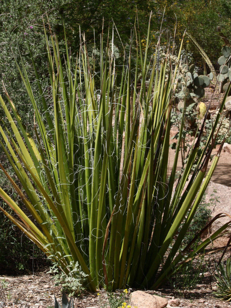 Giant Hesperaloe Funifera, False Yucca, White / Yellow Flowers (40, 2024 Seeds)