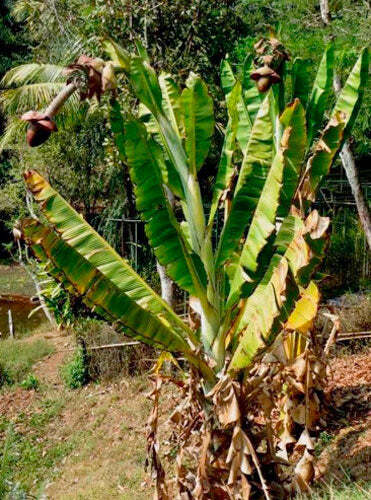Musa cheesmanii | Cheesman’s Banana | 5 Seeds