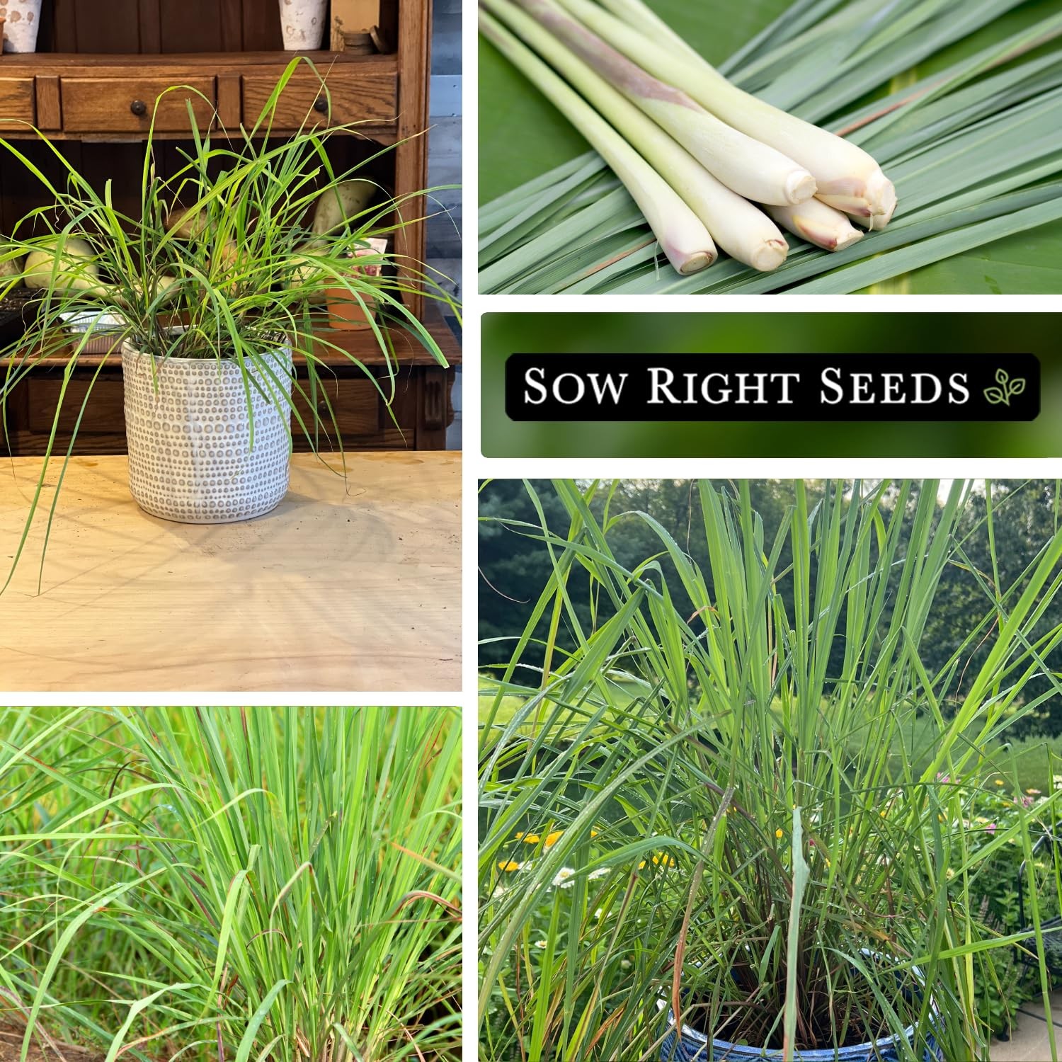 Lemon Grass Heirloom NonGMO Asian Cooking Herbs Garden Planting East Indian