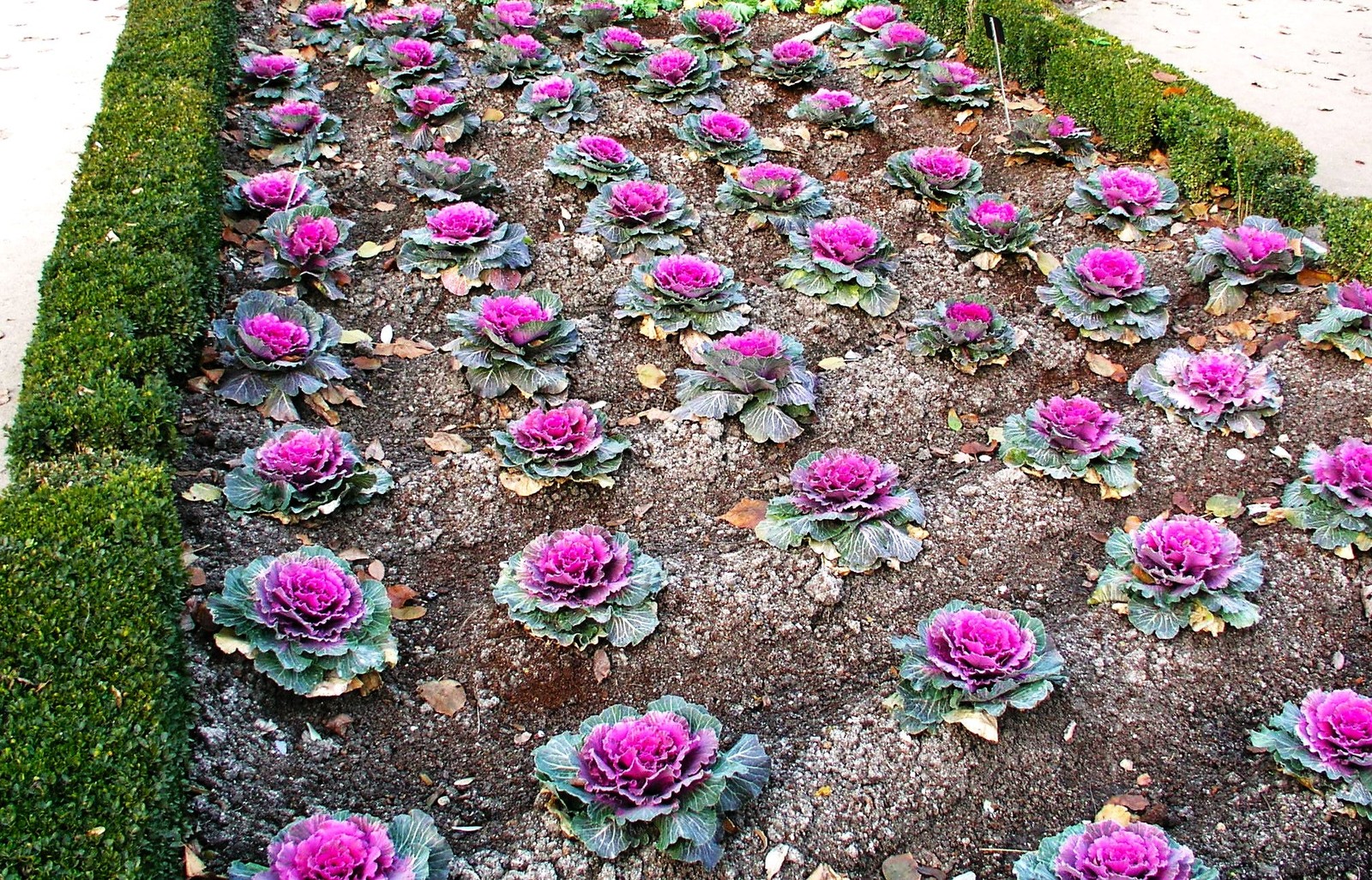 Smooth Mix Ornamental Cabbage (Kale) Seeds – For 2026 Planting Round-Leaf Pink