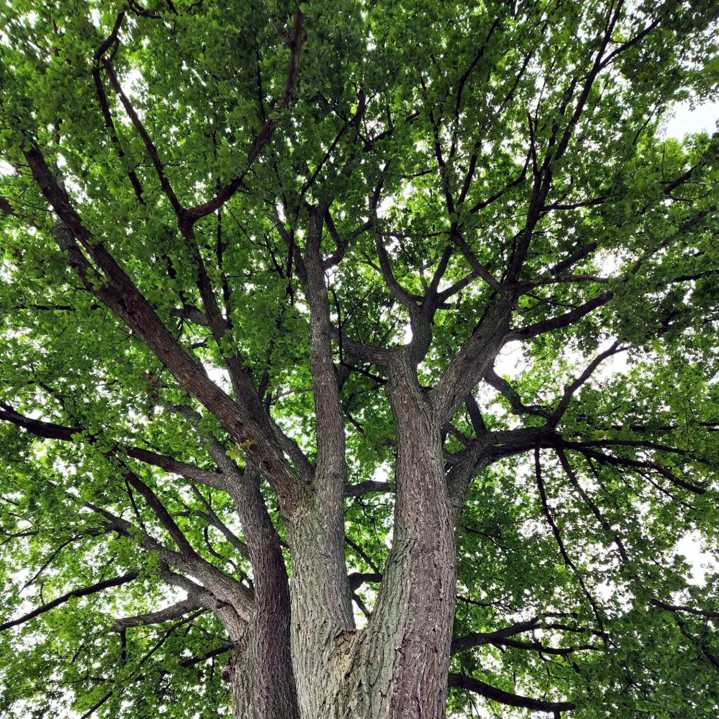 American White Elm Tree Seeds (Ulmus americana) Fast Growing Shade Tree, Hardy-2