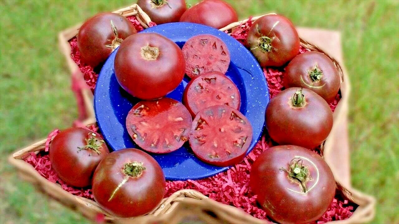 51+CHEROKEE PURPLE TOMATO Seeds Organic Native Heirloom Summer Garden Container