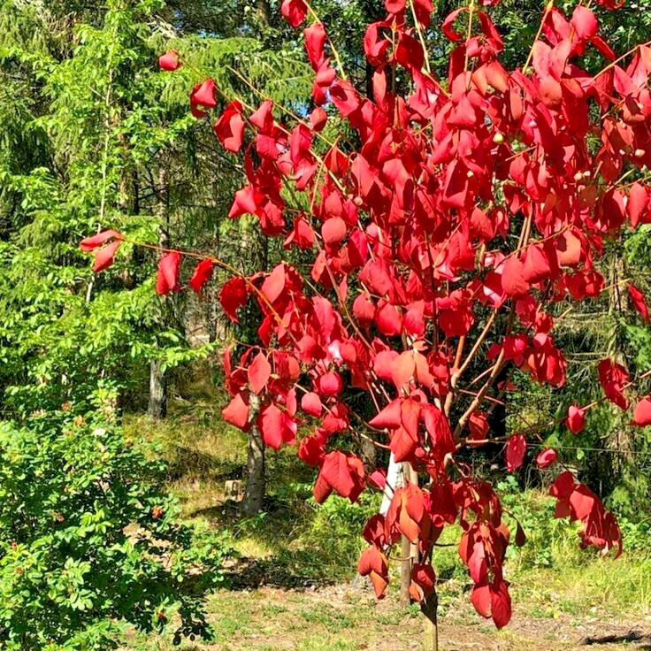 12 SIBERIAN BURNING BUSH SEEDS – Euonymus sachalinensis