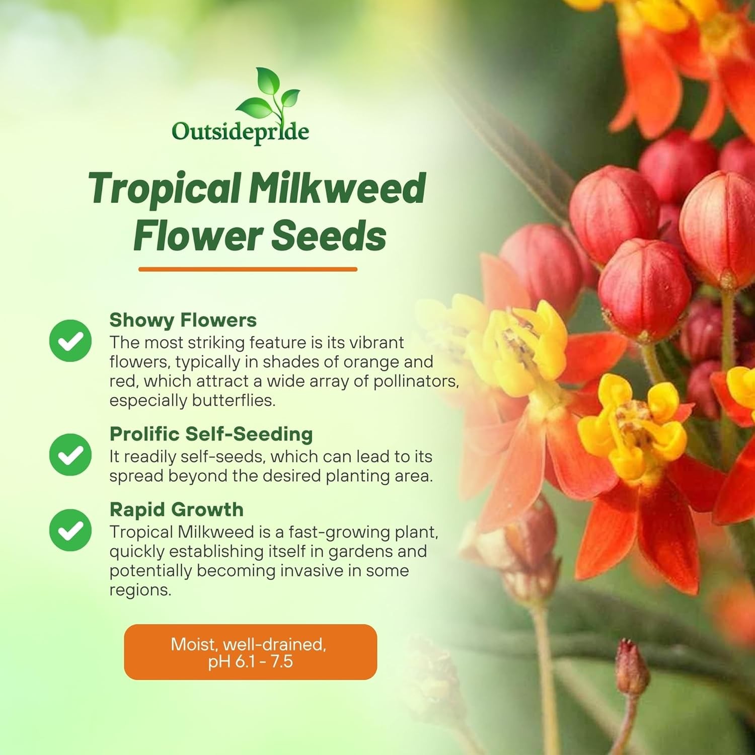 1000 Seeds Red Mexican Butterfly Weed For Planting Outdoors | Tropical
