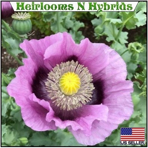 20,000 Stratified Hungarian Papavaer Somniferum Organic Poppy Seeds For Planting