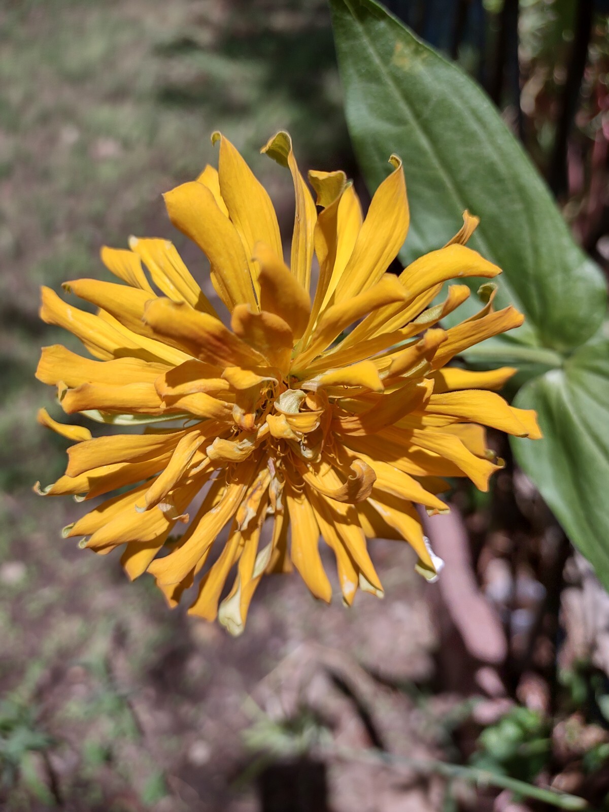 Zinnia Seeds, 5 Dry Head,Giant Cut Come Again, Zinnia Flower Seed,Free Shipping