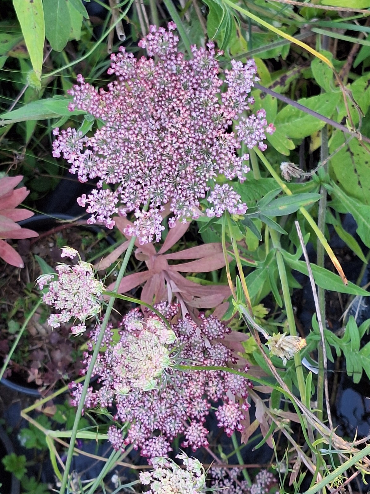 PURPLE AND PINK QUEEN ANNS LACE 100 SEEDS, DAUCUS CAROTA PURPURA