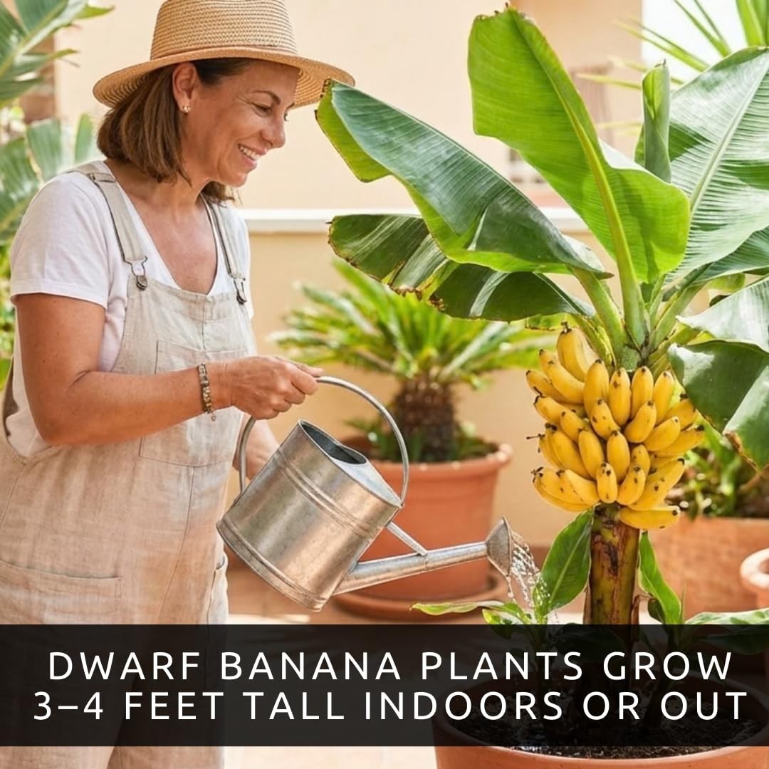Dwarf Banana Seeds – Non-GMO Tropical Fruit for Indoor/Outdoor Growing – 30 Seed