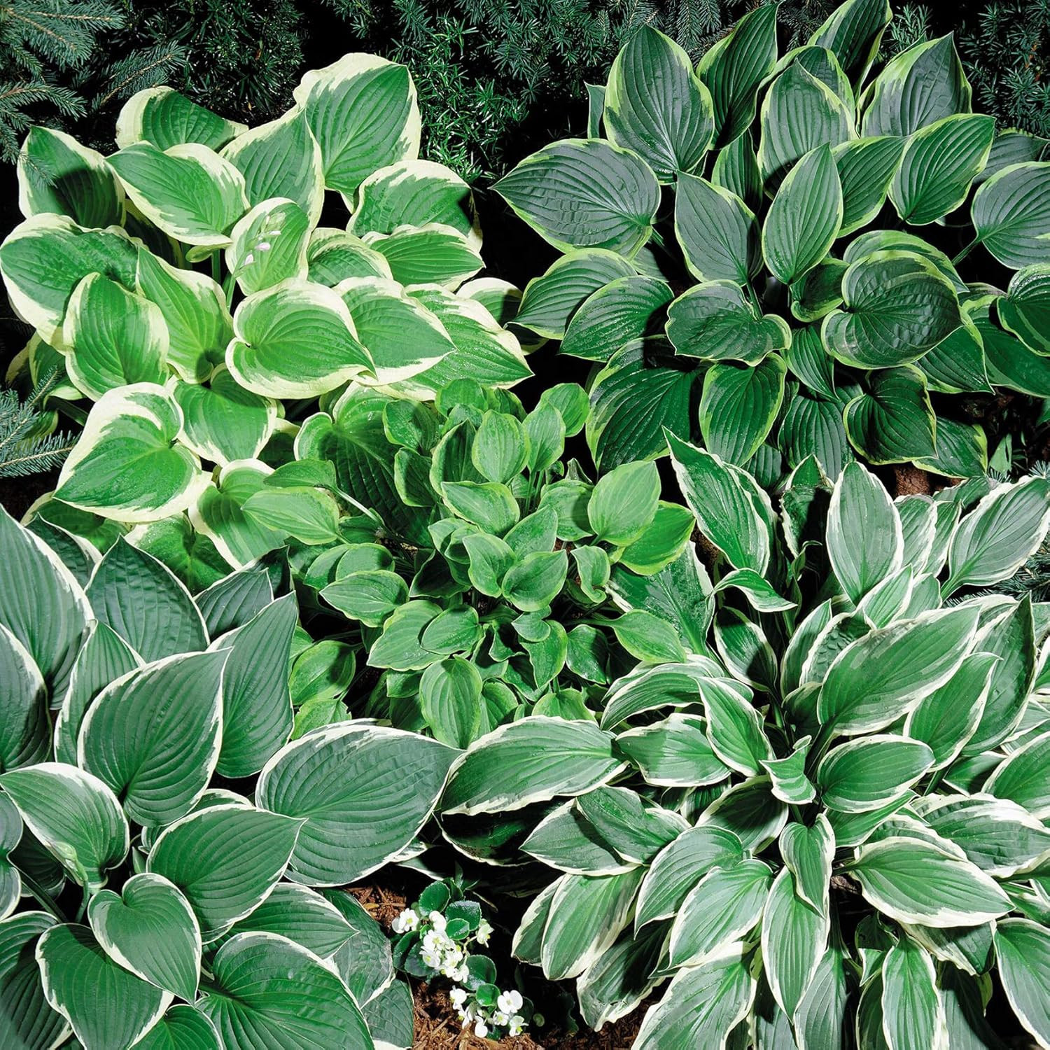 Hosta American Seeds – 100 Pcs. Perennial, Easy to Grow & Low Maintenance, Flowe