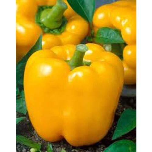 Pepper Sweet Golden Cal Wonder Heirloom Vegetable By Seed Kingdom 1,000 Seeds