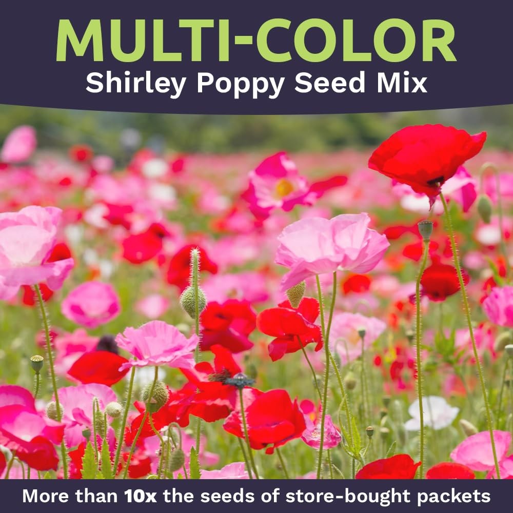 Shirley Poppy Seeds – Mixed Colors – Extra Large Packet – Over 200,000 Open P…