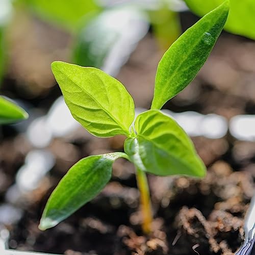 Rainbow Bell Pepper Seeds for Planting Mild Peppers – Non-GMO Heirloom 5 Packs
