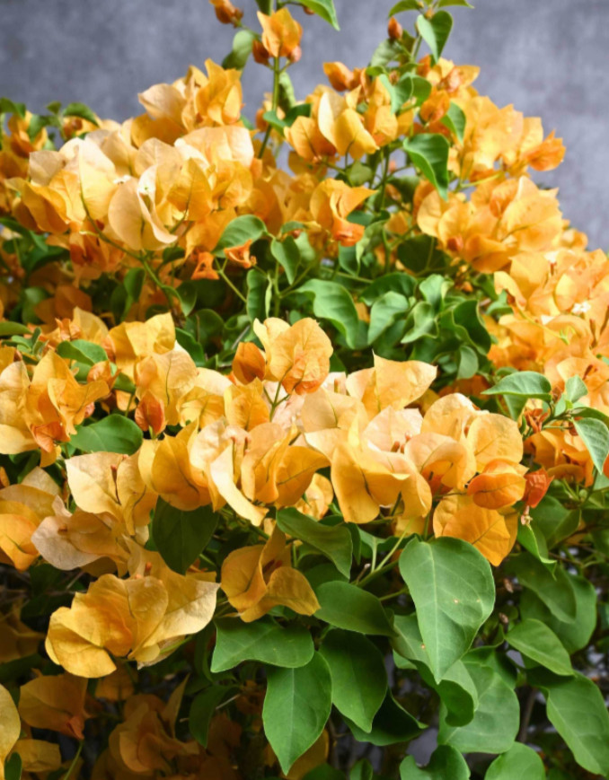 Set 2 California Gold Bougainvillea Live Plants – 4-10″ Tall – Flowering Vine