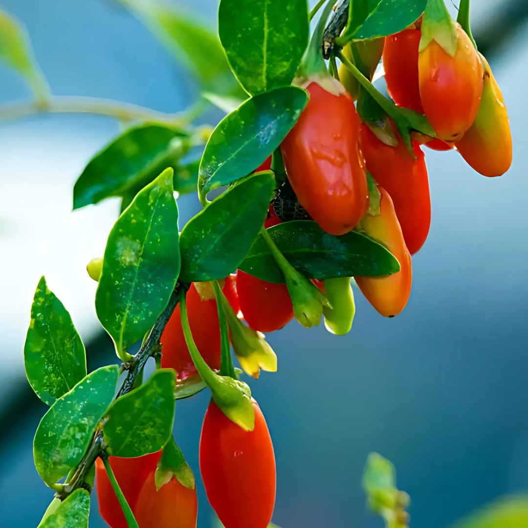 Fresh Tibetan Himalayan Goji Seeds | 5 Berries | Heirloom Non-GMO | Fruit Seeds