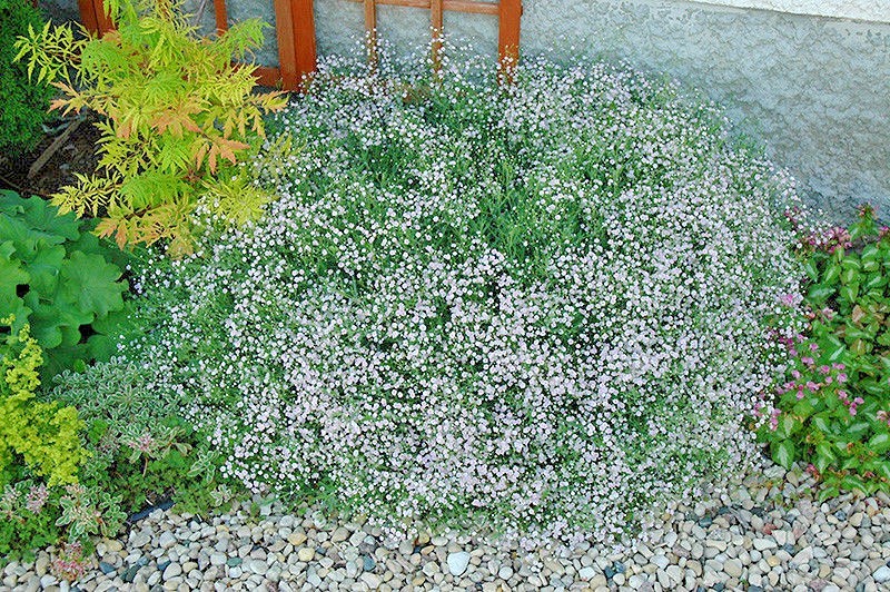 501+BABY’S BREATH Seeds Annual Cut Dried Flowers Summer Garden Patio Container